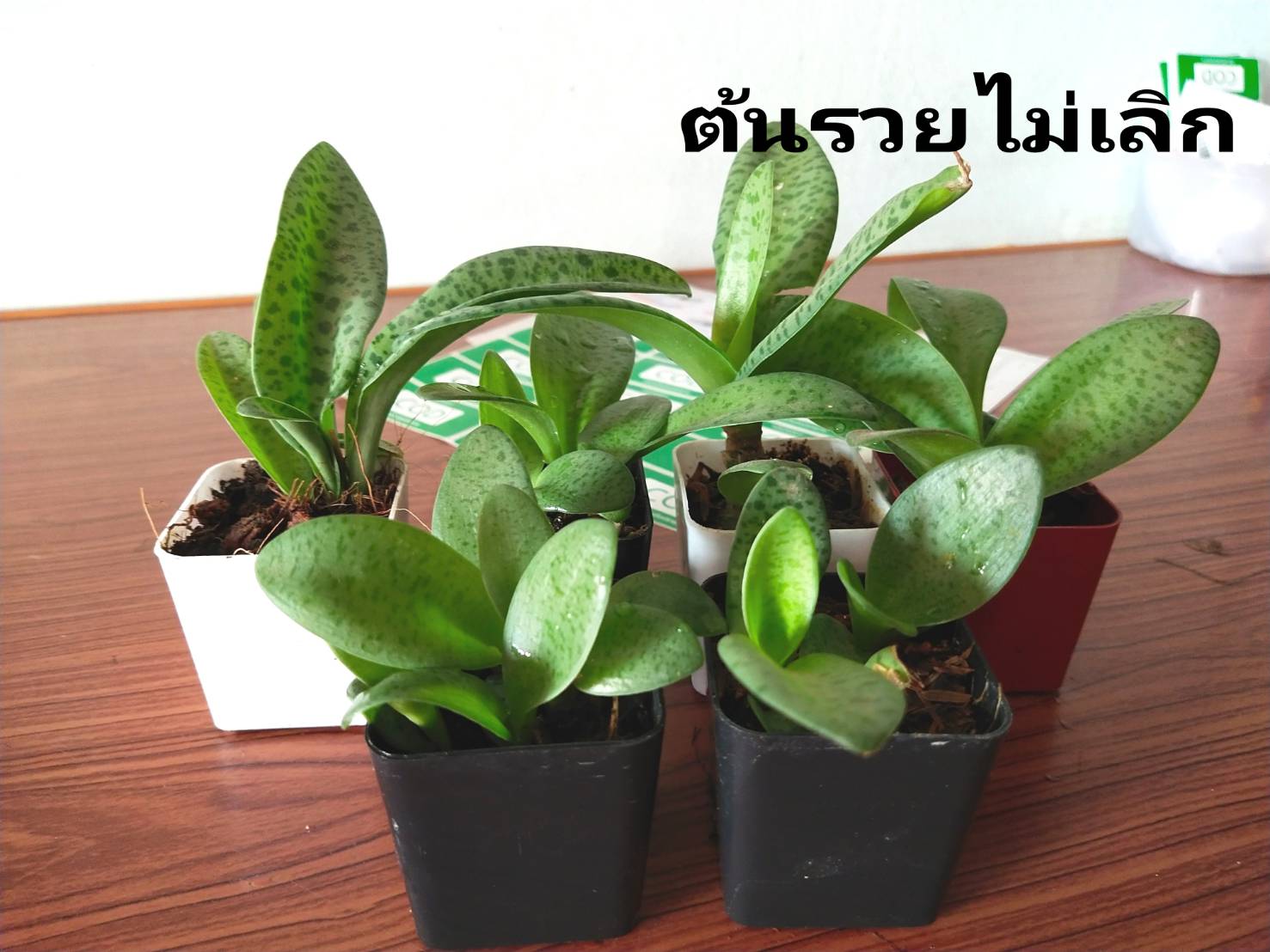ว่านรวยไม่เลิกไม้มงคลเรียกทรัพย์ #ต้นไม้ฟอกอากาศ ตามภาพ 2"