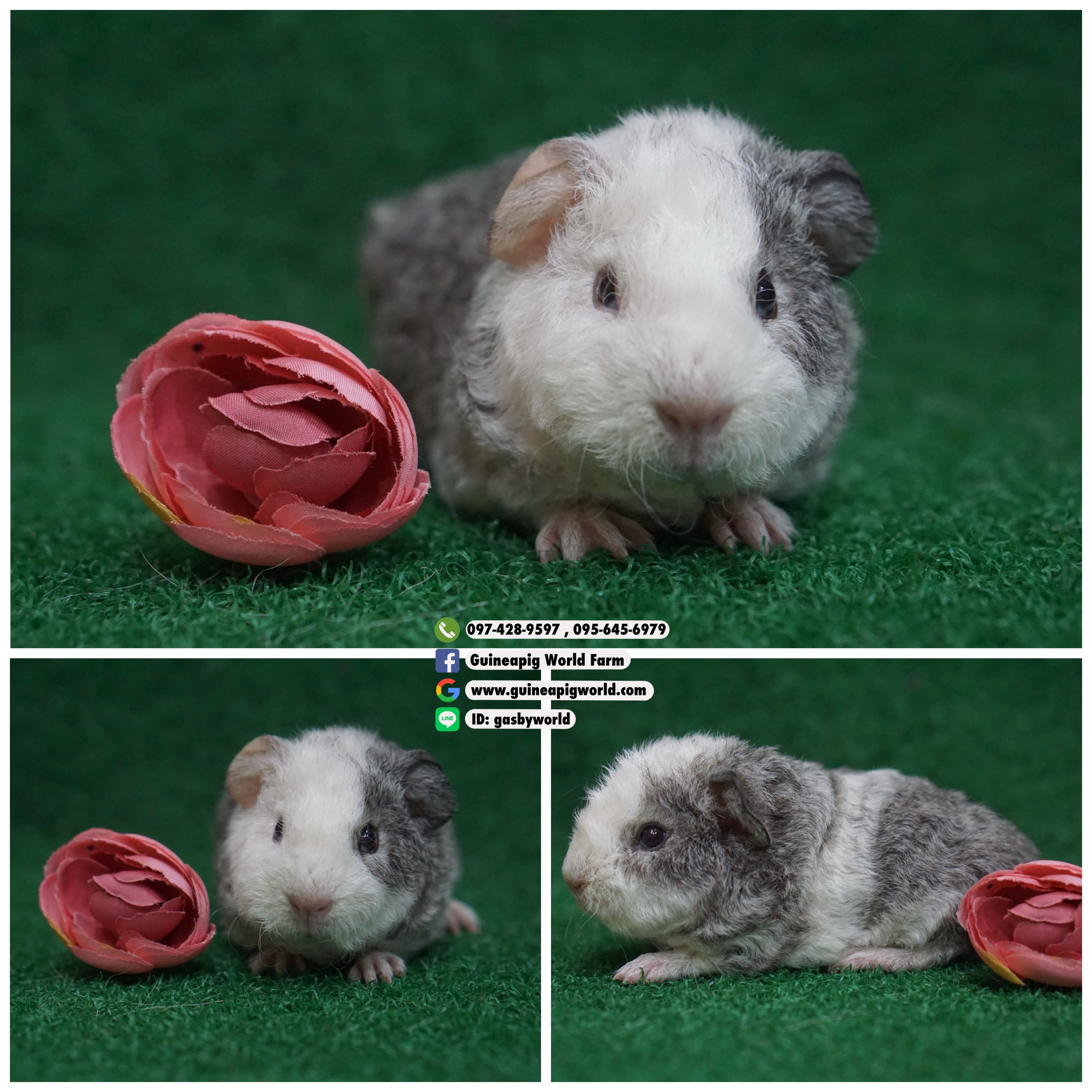 TD0831 Teddy/เมีย/โบรกเค่นซิลเวอร์อกูติ/พ่อแม่นำเข้า/อายุครบเดือนพร้อมย้ายบ้าน/โครงสร้างดี/สวยน่ารักมาร์คดัชน่ารักกินเก่งน่ารักแข็งแรง/ราคา4,800(ปกติ6,800)ชอบโอนจองก่อนได้ก่อนทักไลน์ gasbyworld แจ้งข้อความน้องพร้อมย้ายบ้านค่ะ