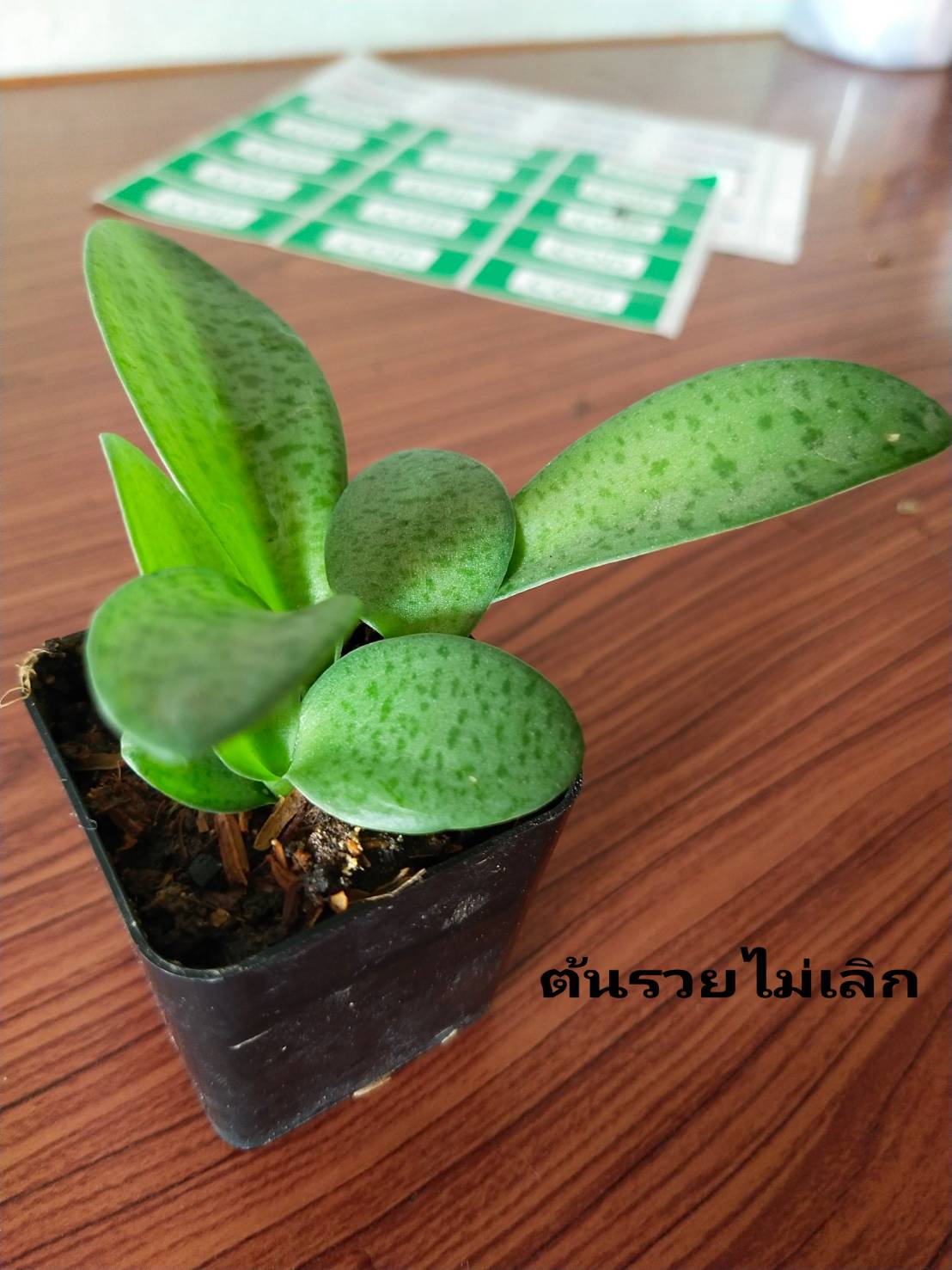 ว่านรวยไม่เลิกไม้มงคลเรียกทรัพย์ #ต้นไม้ฟอกอากาศ ตามภาพ 2"