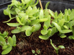 กิ่งชำ แก้วมังกรขาว จัมโบ้ (Dragon fruit Jumbo) ตรงตามสายพันธุ์แท้ 100%