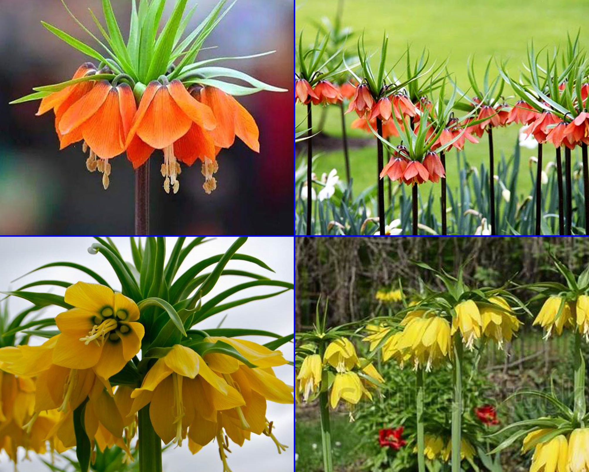 หัวดอกมงกุฏจักรพรรดิ์ (Crown Imperial) มี 2 สีให้เลือก