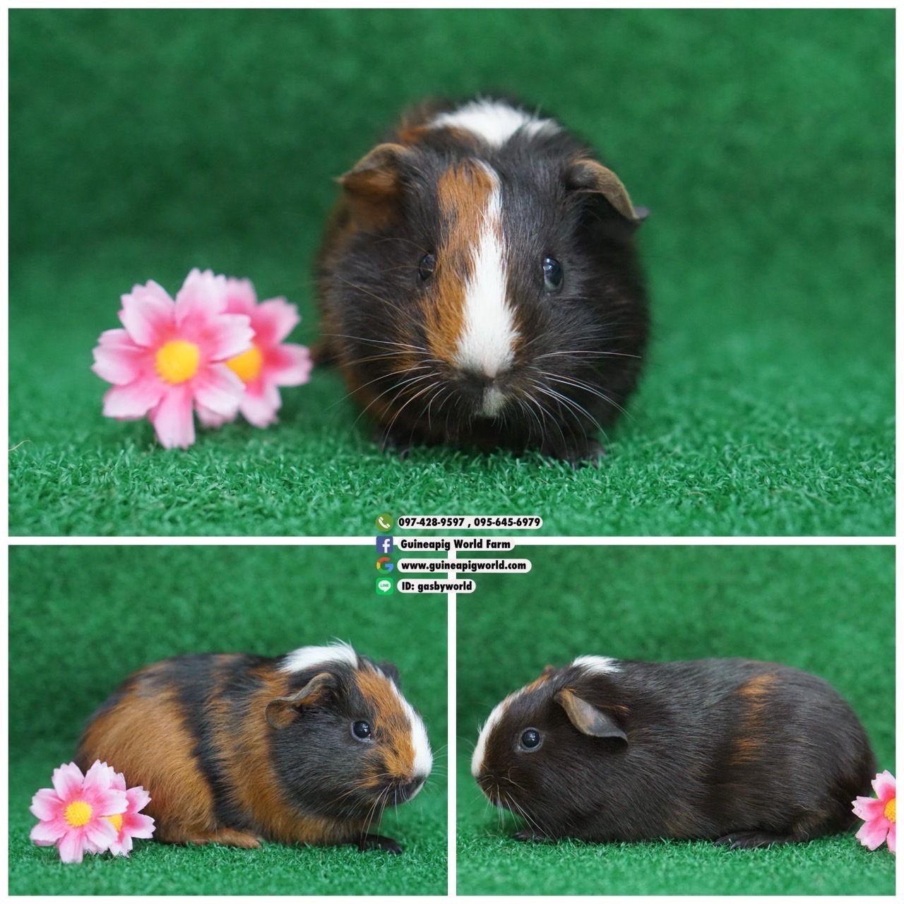 AM0824 American/เมีย/ดำเรดไวท์/พ่อแม่นำเข้า/โครงสร้างดี/สีเก๋น่ารักกินเก่งน่ารักแข็งแรง/ราคา3,800(ปกติ5,800)ชอบโอนจองก่อนได้ก่อนทักไลน์ gasbyworld แจ้งข้อความน้องพร้อมย้ายบ้านค่ะ