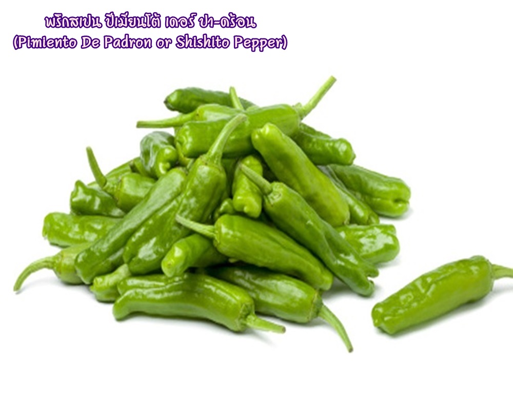 พริกสเปน ปีเมียนโต้ เดอร์ ปา-ดร้อน (Pimiento De Padron or Shishito Pepper) ชิชิโต้ (Shishito)