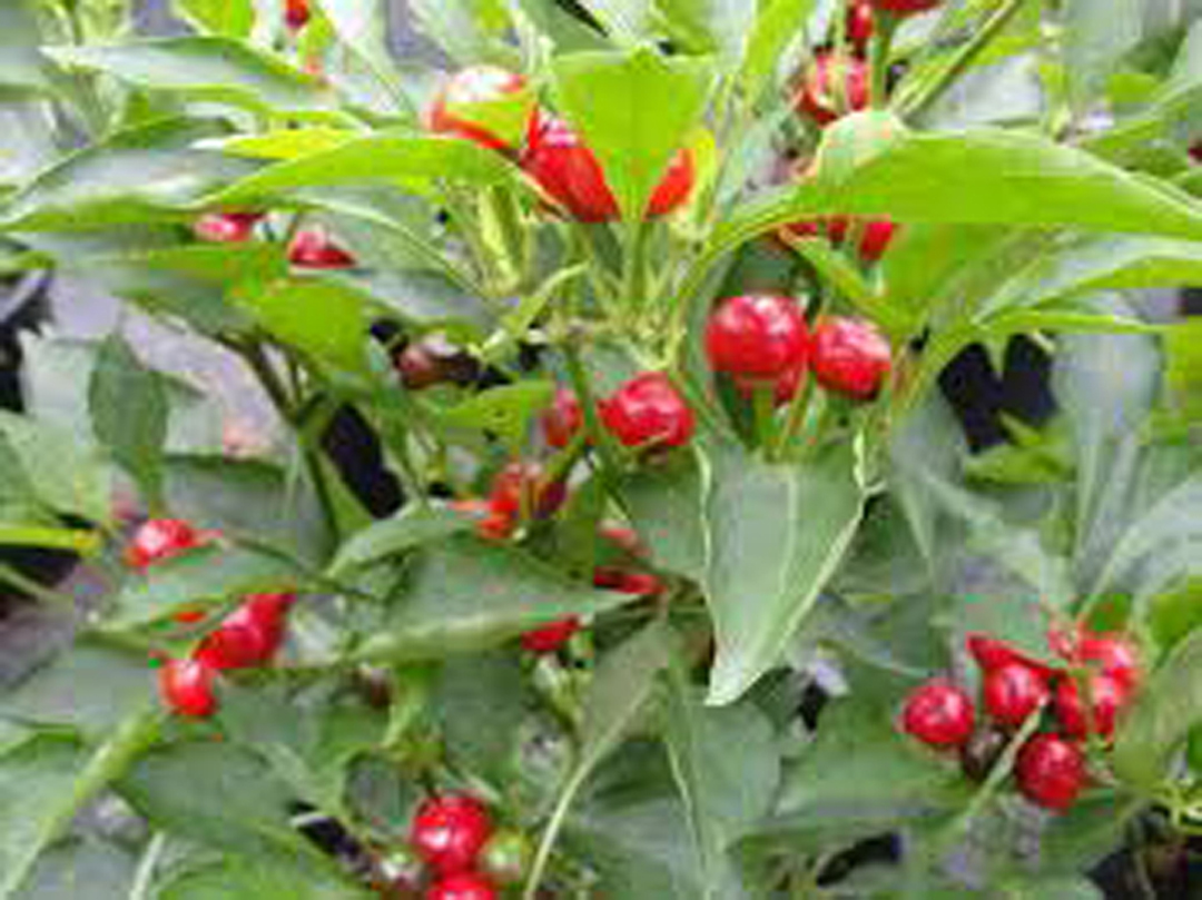 พริกเชอรี่บอมป์ - Cherry Bomb Pepper