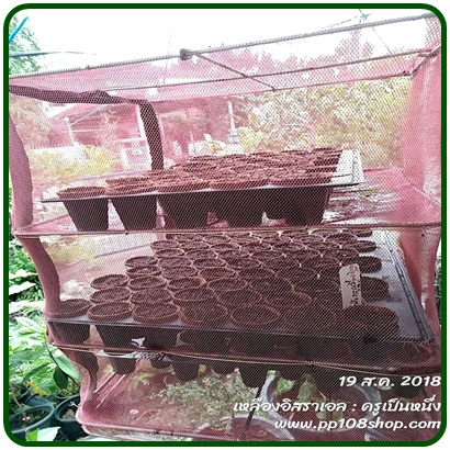 ต้นกล้า แก้วมังกรเหลืองอิสราเอล (Yellow Dragon fruit from Israel)