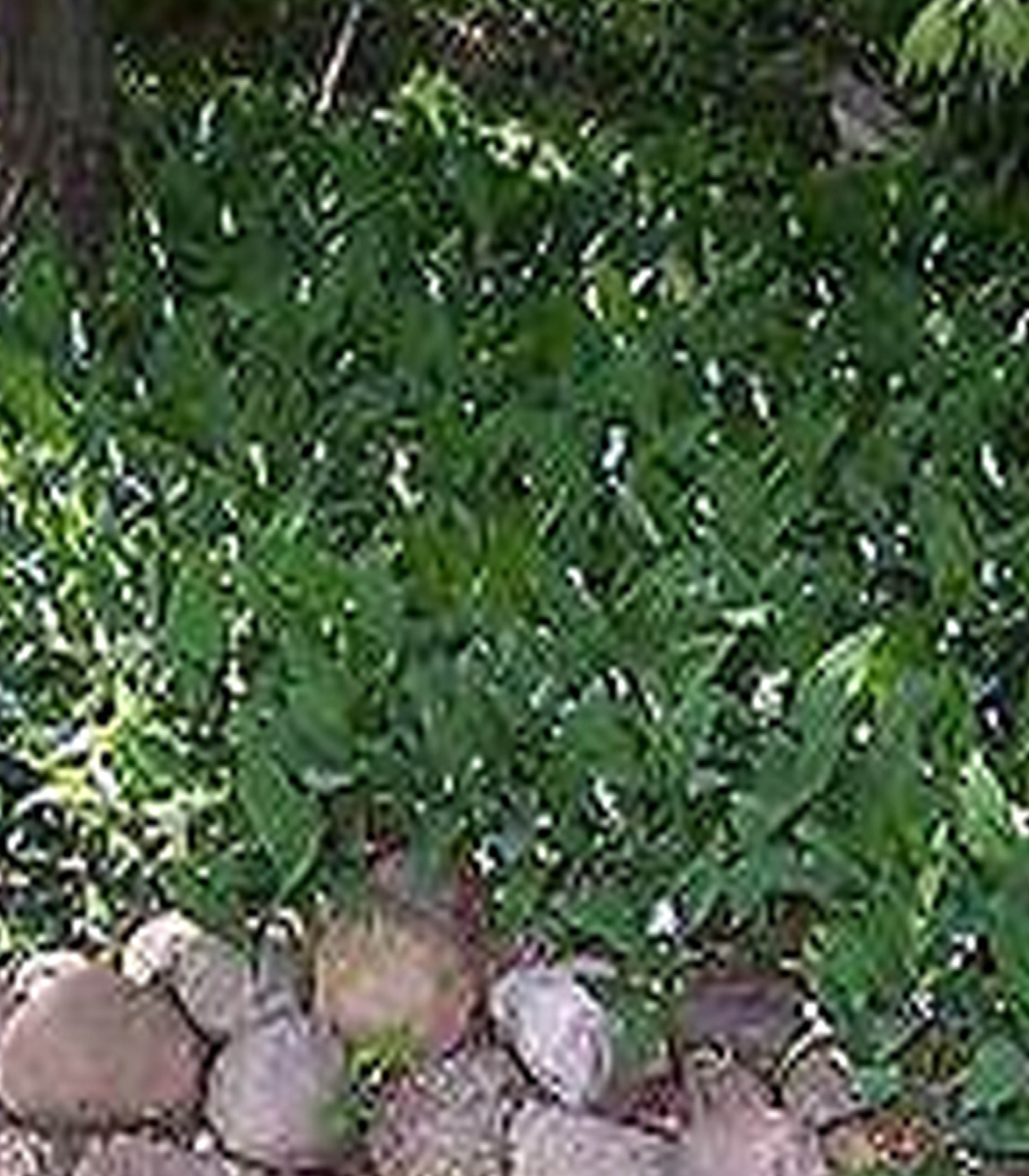 หัวดอก ลินลี่แห่งขุนเขา (Lily of the Valley) ระฆังแก้ว หรือ ทิงเกอร์เบล (หมดชั่วคราว)