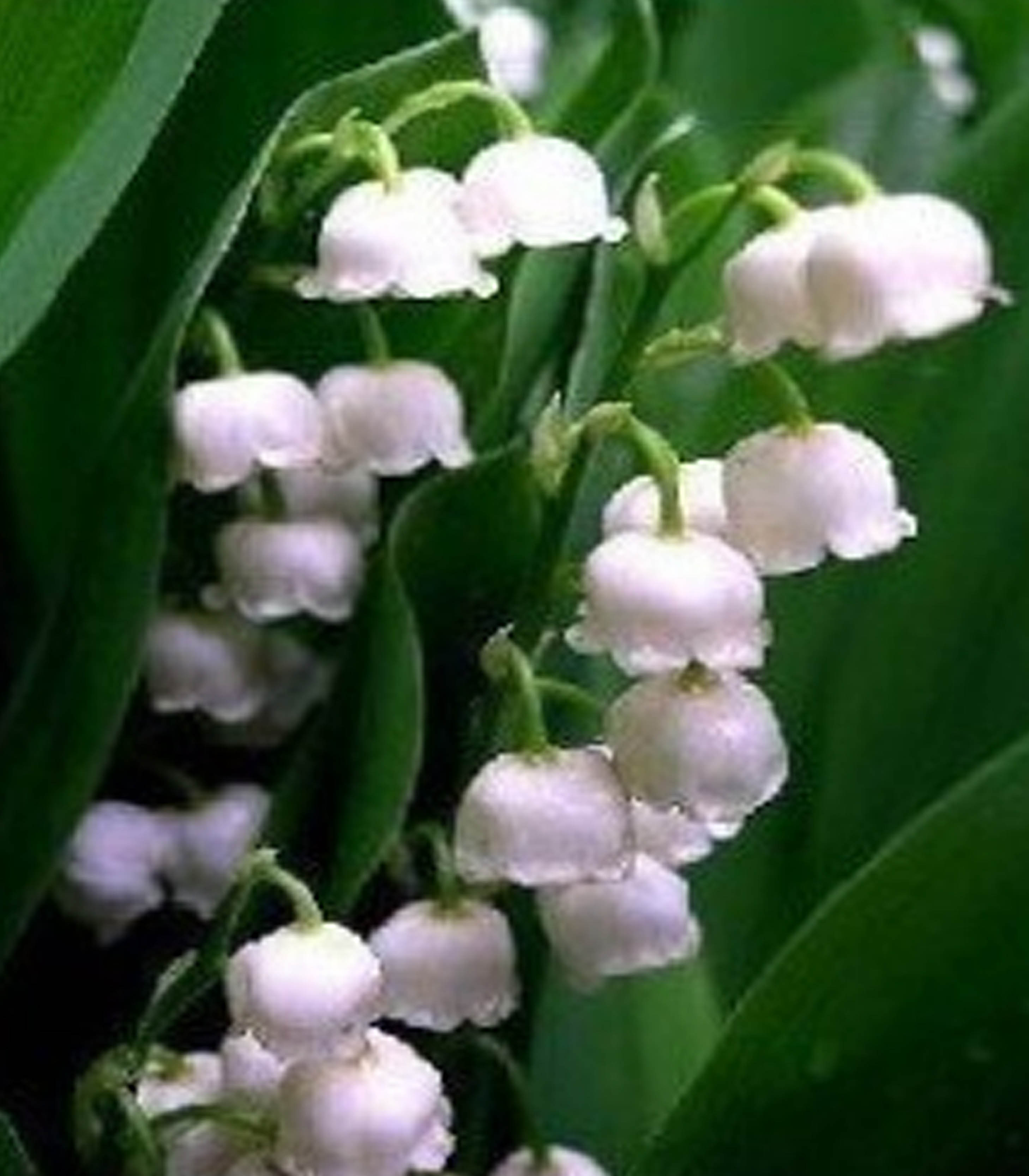 หัวดอก ลินลี่แห่งขุนเขา (Lily of the Valley) ระฆังแก้ว หรือ ทิงเกอร์เบล (หมดชั่วคราว)
