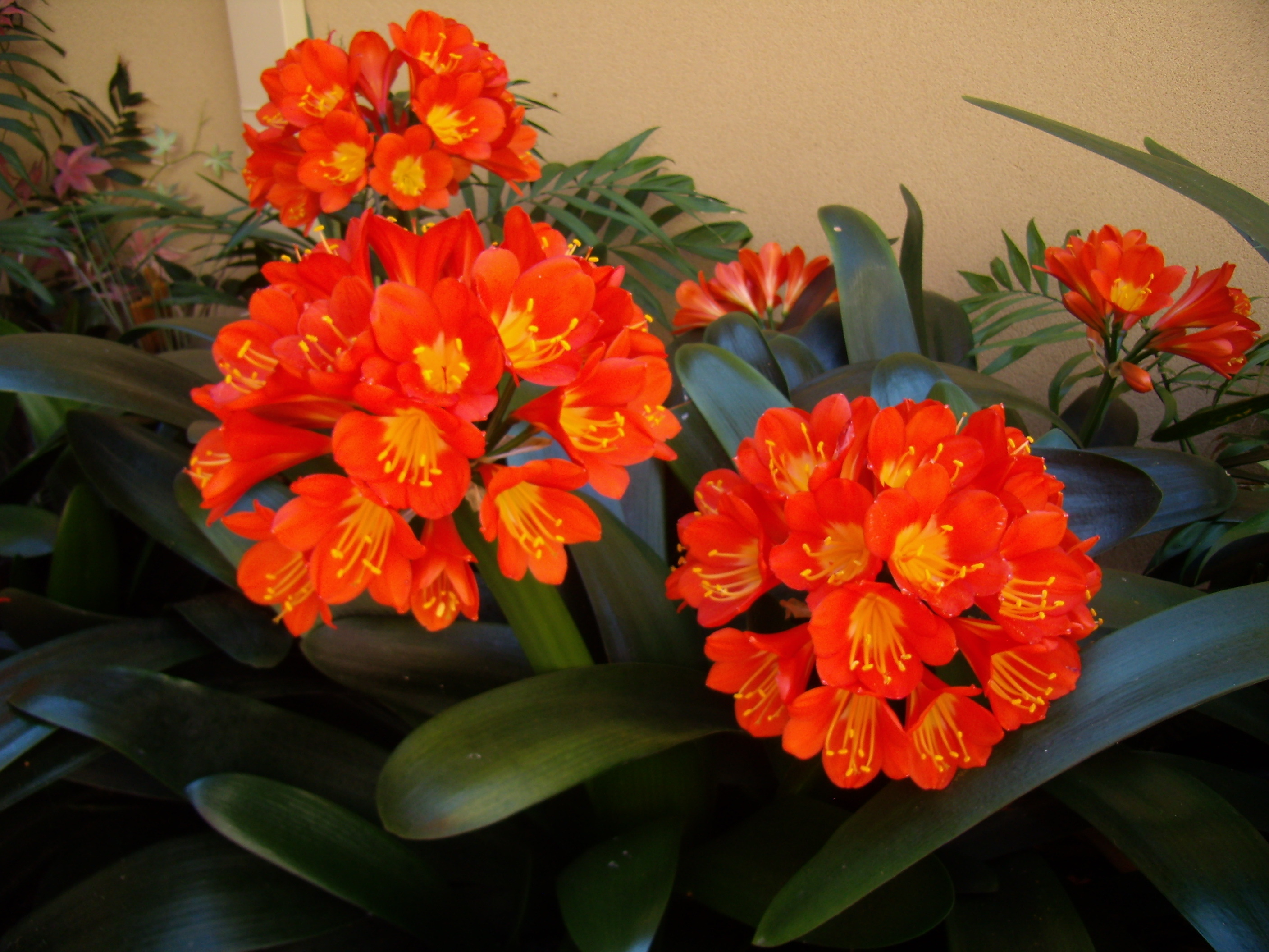 คลิเวีย (Clivia) หรือ ว่านสิบแสน หรือ ว่านแสนสุข