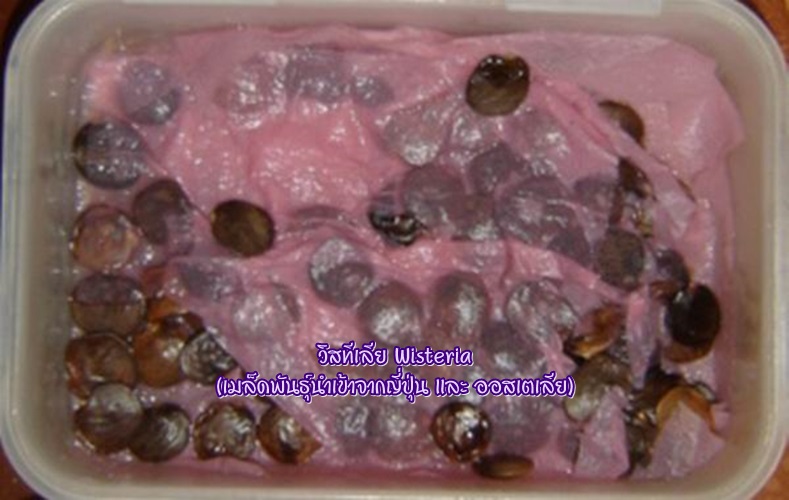 เมล็ดวิสทิเรีย (Wisteria)