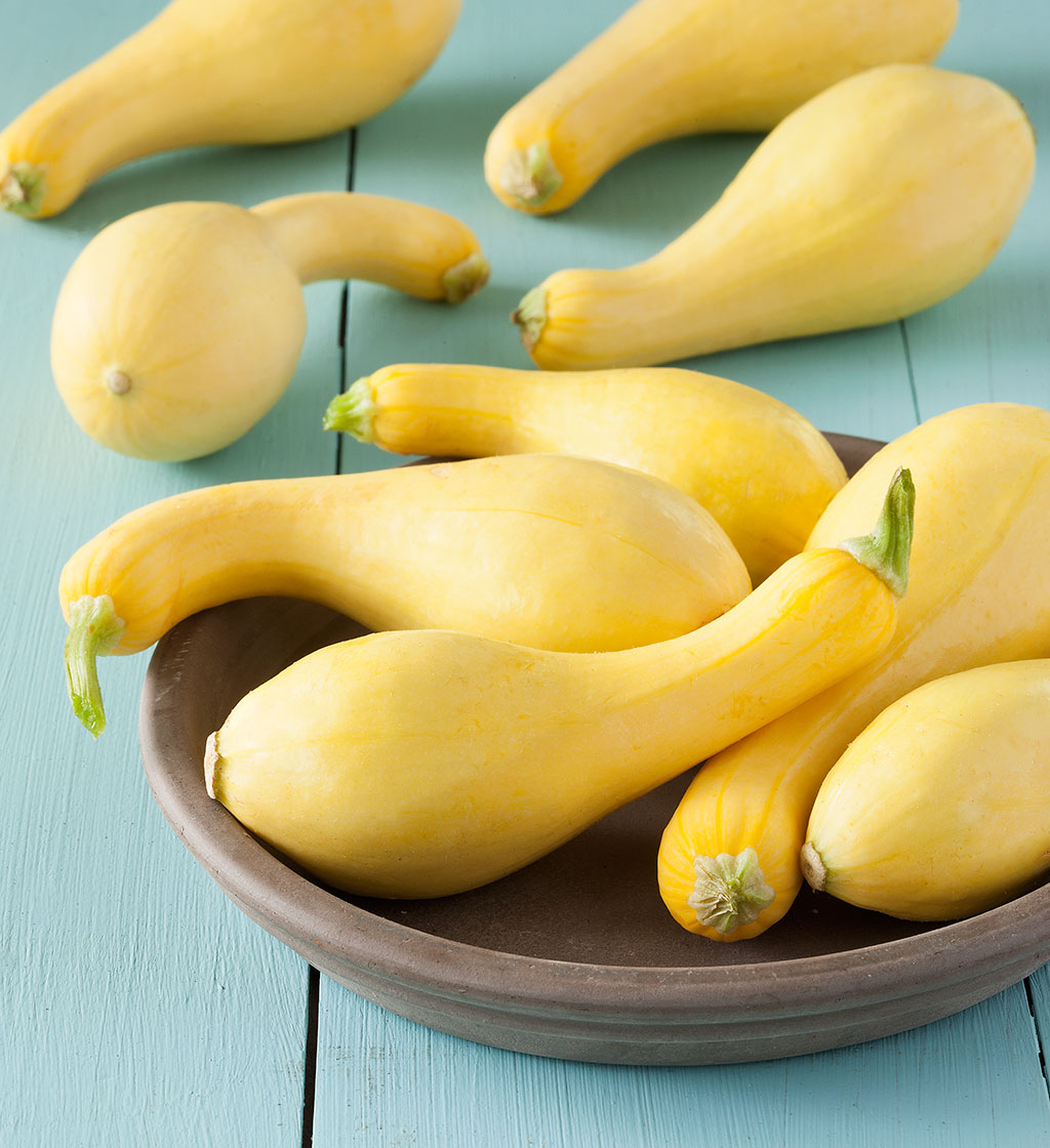 ซูกินี่ คอหงษ์ (Zucchini CROOKNECK SQUASH)