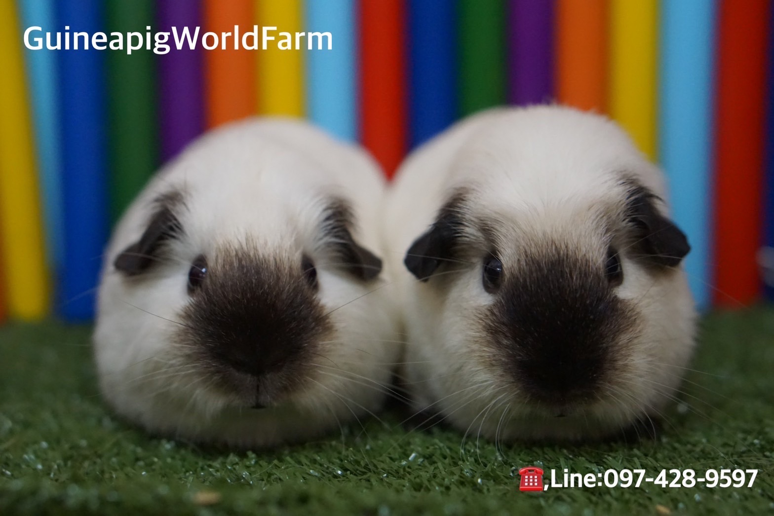 สะพานไม้หลากสี Size:41x19xh.2cm. สีไม้ใช้สีจากธรรมชาติ ทำตรง โค้ง มีข้อไว้เกี่ยวด้านบนกรงได้ค่ะ