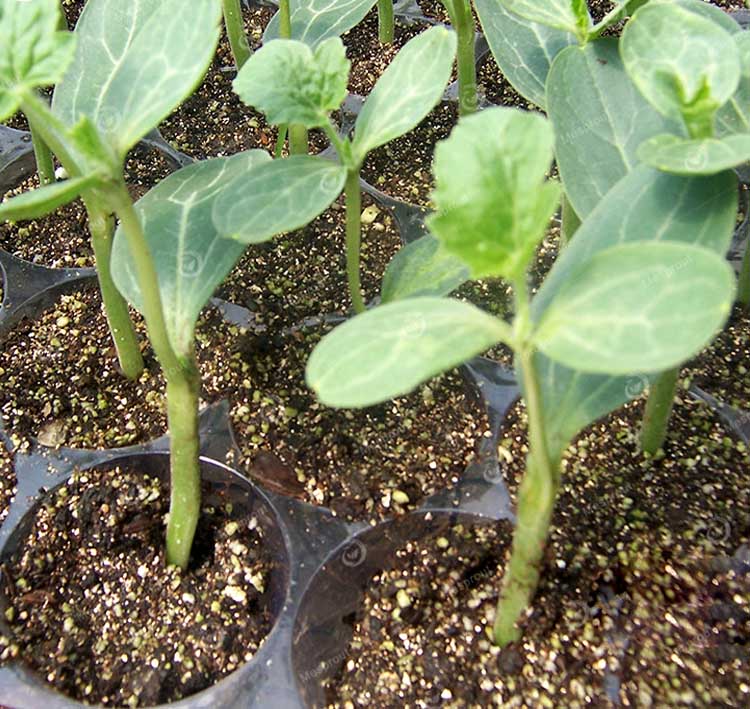 แตงโมจิ๋วลูกกลม สีเหลือง (OP)