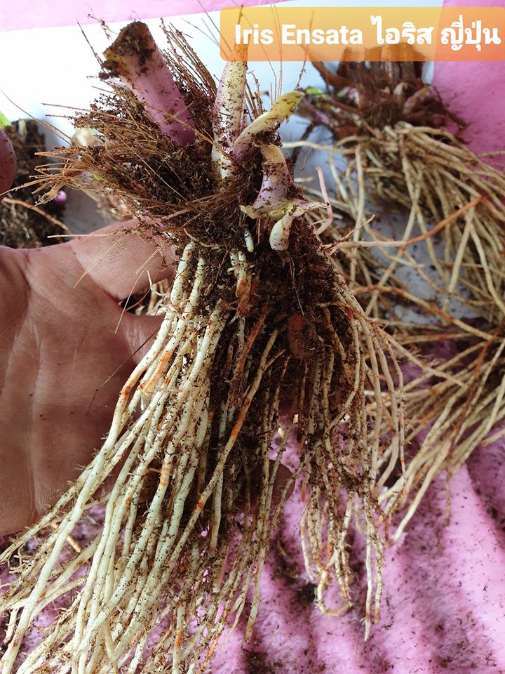 หัวดอกไอริส สายพันธุ์ญี่ปุ่น (บ่มตาดอก พร้อมปลูกแล้วได้ดอกทันที)