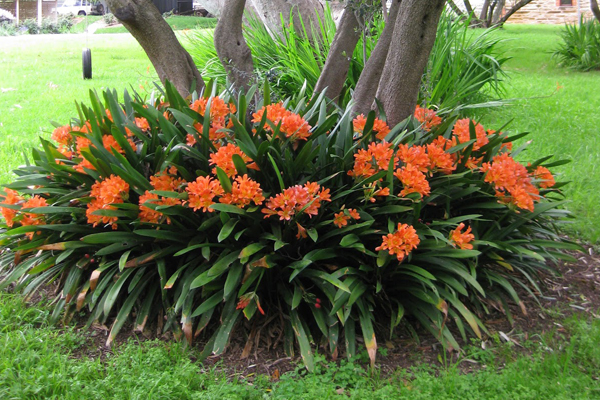 คลิเวีย Clivia (5 เมล็ด/ซอง)