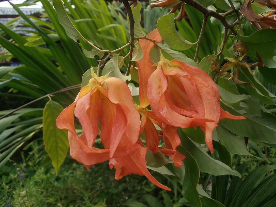 สายหยุด แดง