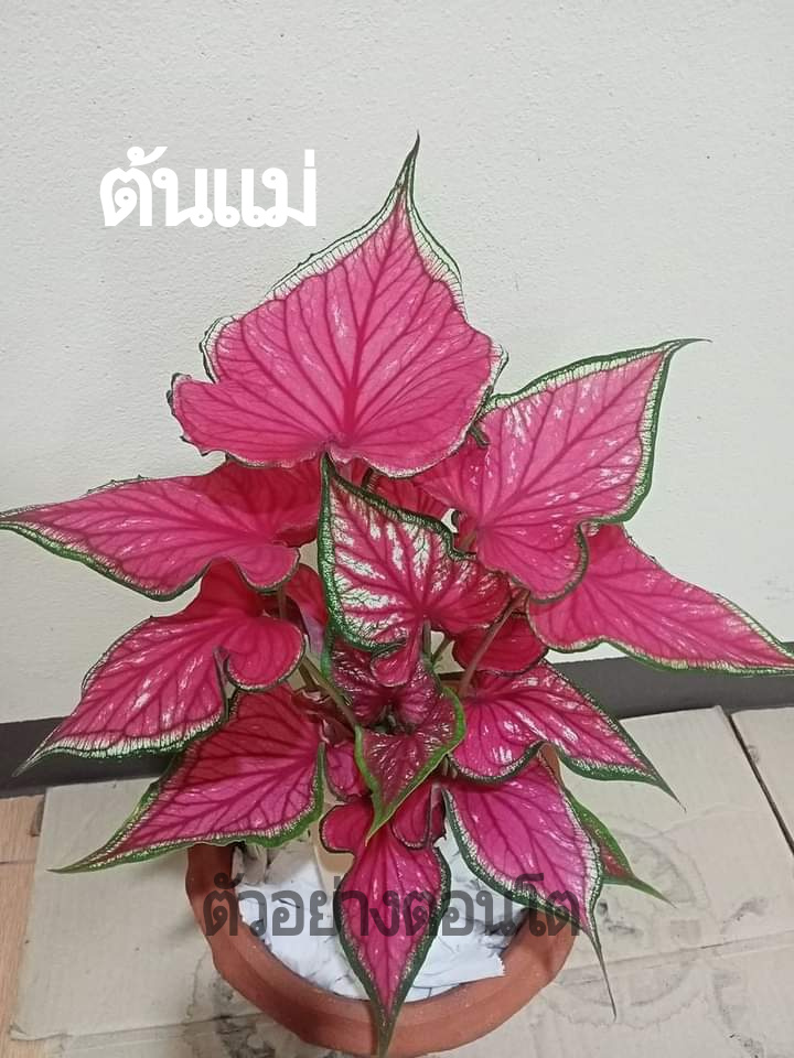 "บอนสี ปีกกินรี เขาไฟบุรีรัมย์" บอนสีราชินีแห่งไม้ใบ ส่งพร้อมกระถางพลาสติก ใบเหลืองจากการขนส่งให้ตัดใบออก ตามภาพ 4"