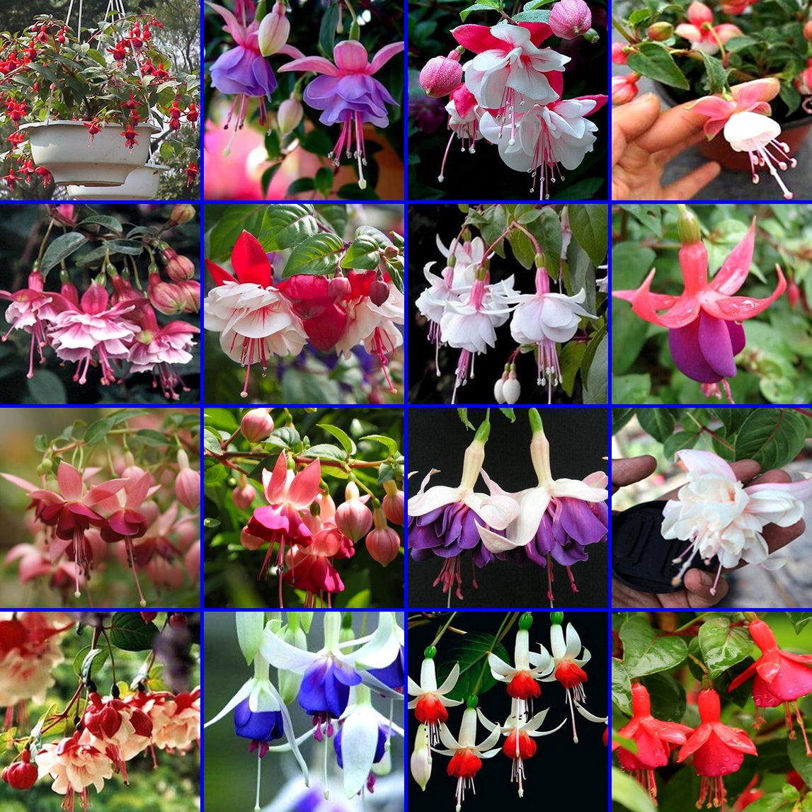 ตุ้มหูนางฟ้า หรือ ฟูเซีย หรือ ฟุกเซีย หรือ ฟิวเซีย หรือ ดอกโคมญี่ปุ่น (Fuchsia) คละสี