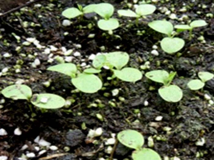 แตงโมจิ๋วลูกกลม สีเหลือง (OP)