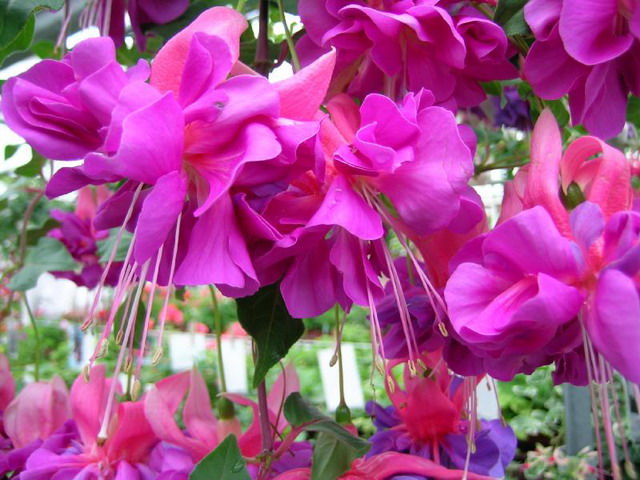 ตุ้มหูนางฟ้า หรือ ฟูเซีย หรือ ฟุกเซีย หรือ ฟิวเซีย หรือ ดอกโคมญี่ปุ่น (Fuchsia) คละสี