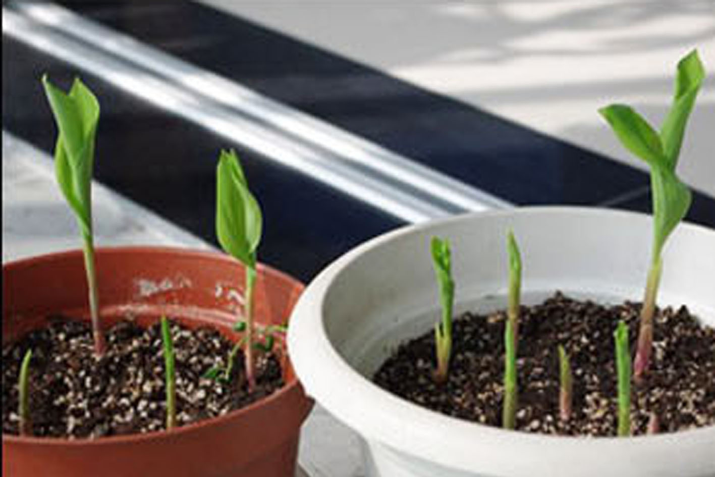 หัวดอก ลินลี่แห่งขุนเขา (Lily of the Valley) ระฆังแก้ว หรือ ทิงเกอร์เบล (หมดชั่วคราว)