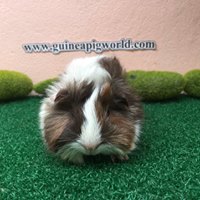 Peruvian/Boar/Sir&Madam Newly Import(ภาพนี้โชว์/ภาพขายไปดูที่หมวดเด็กๆย้ายบ้านค่ะ)