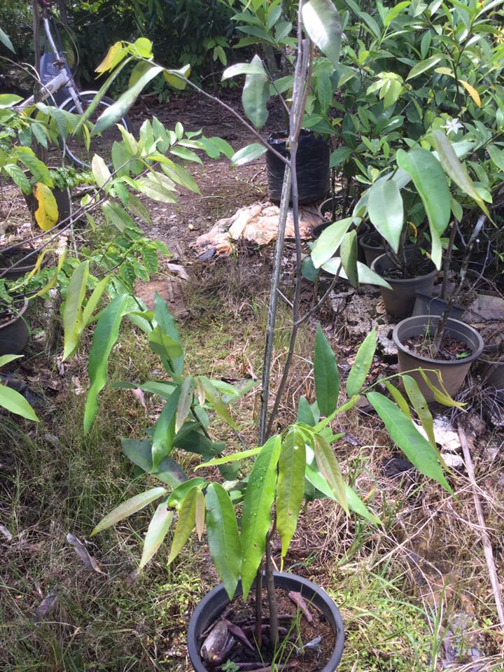 สายหยุดไส้ม่วง หรือ สาวสายม่วง