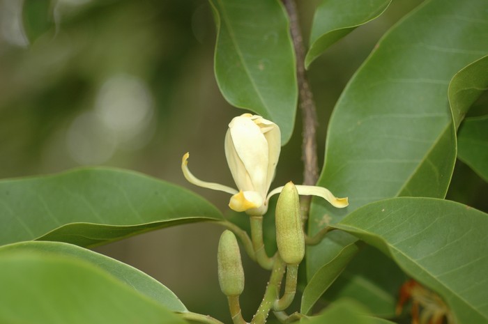 จำปีสิรินธร