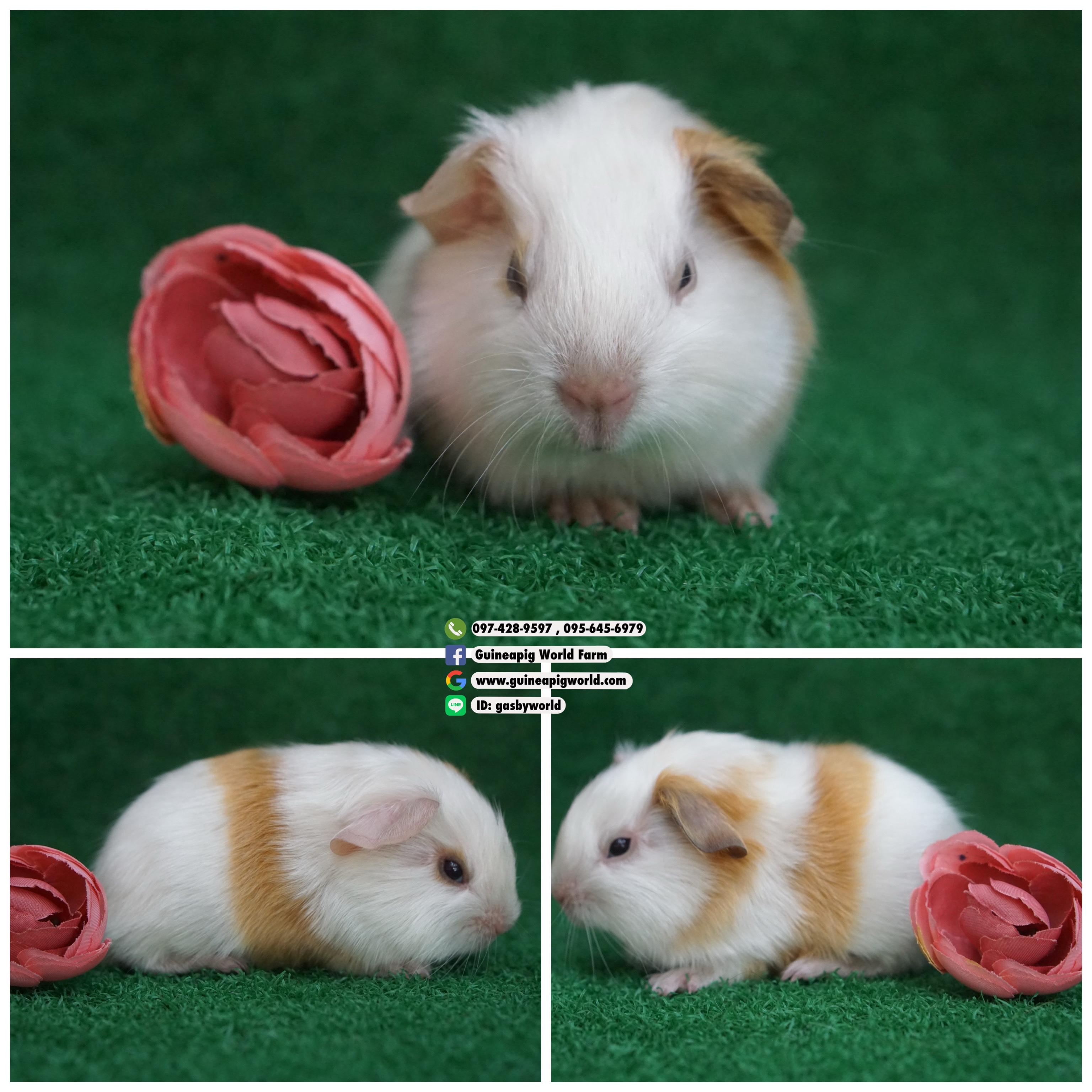 AM0830 American/เมีย/BrokenCream/พ่อแม่นำเข้า/อายุครบเดือนพร้อมย้ายบ้าน/โครงสร้างดี/น่ารักกินเก่งน่ารักแข็งแรง/ราคา4500(ปกติ6,800)ชอบโอนจองก่อนได้ก่อนทักไลน์ gasbyworld แจ้งข้อความน้องพร้อมย้ายบ้านค่ะ