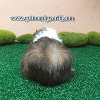 Peruvian/Boar/Sir&Madam Newly Import(ภาพนี้โชว์/ภาพขายไปดูที่หมวดเด็กๆย้ายบ้านค่ะ)