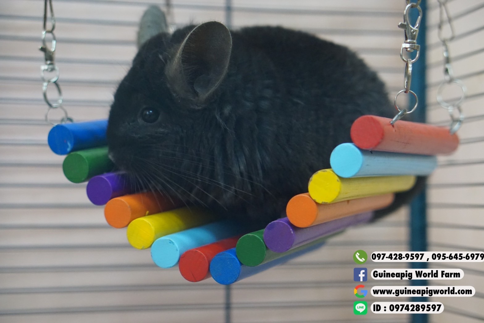 สะพานไม้หลากสี Size:41x19xh.2cm. สีไม้ใช้สีจากธรรมชาติ ทำตรง โค้ง มีข้อไว้เกี่ยวด้านบนกรงได้ค่ะ