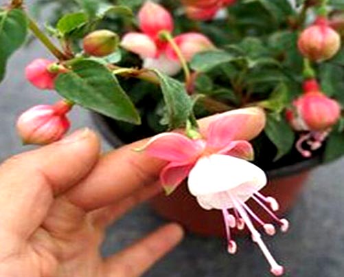 ตุ้มหูนางฟ้า หรือ ฟูเซีย หรือ ฟุกเซีย หรือ ฟิวเซีย หรือ ดอกโคมญี่ปุ่น (Fuchsia) คละสี