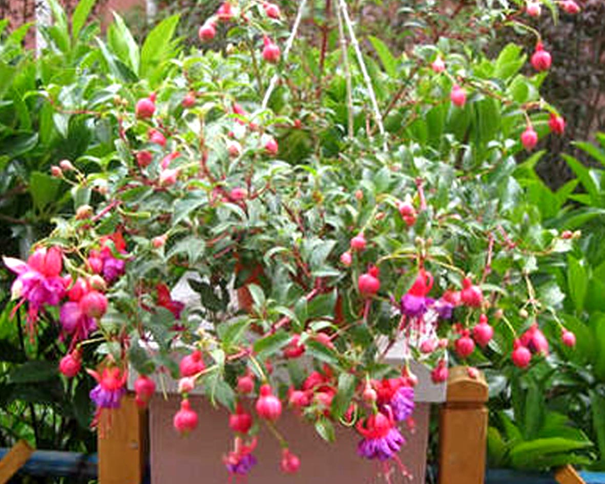 ตุ้มหูนางฟ้า หรือ ฟูเซีย หรือ ฟุกเซีย หรือ ฟิวเซีย หรือ ดอกโคมญี่ปุ่น (Fuchsia) คละสี