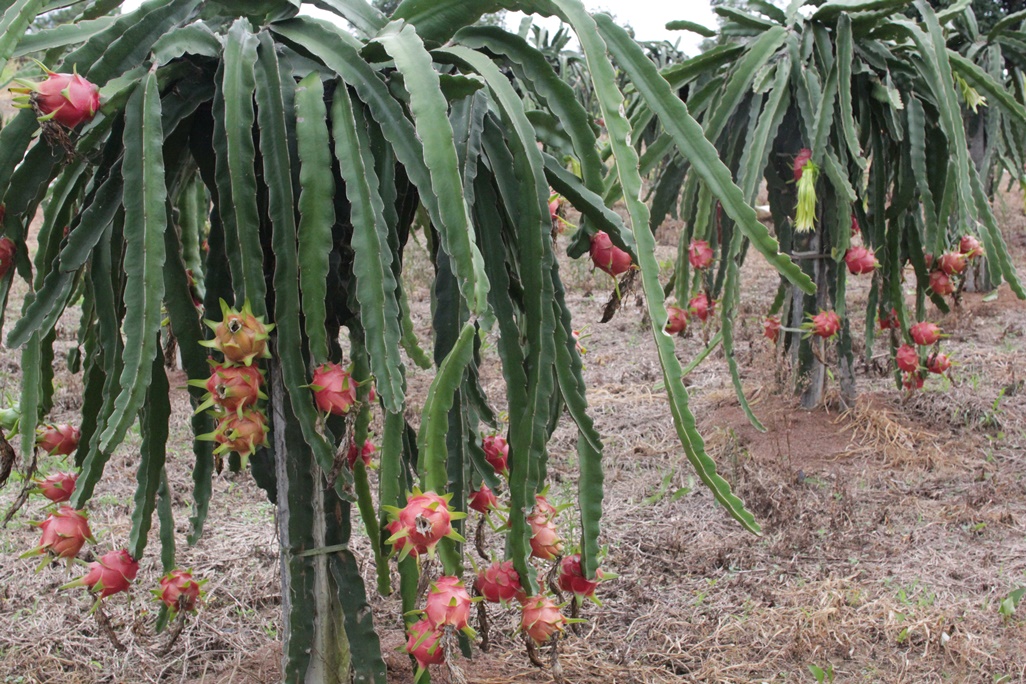 กิ่งชำ แก้วมังกรขาว จัมโบ้ (Dragon fruit Jumbo) ตรงตามสายพันธุ์แท้ 100%