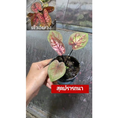 "บอนสี สุดปรารถนา ขาไฟบุรีรัมย์" บอนสีราชินีแห่งไม้ใบ ส่งพร้อมกระถางพลาสติก ใบเหลืองจากการขนส่งให้ตัดใบออก ตามภาพ 4"