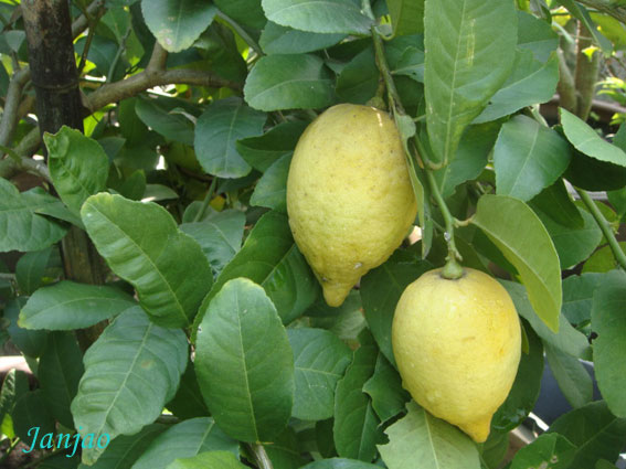 เมเยอร์ เลม่อน (Mayer Lemon)