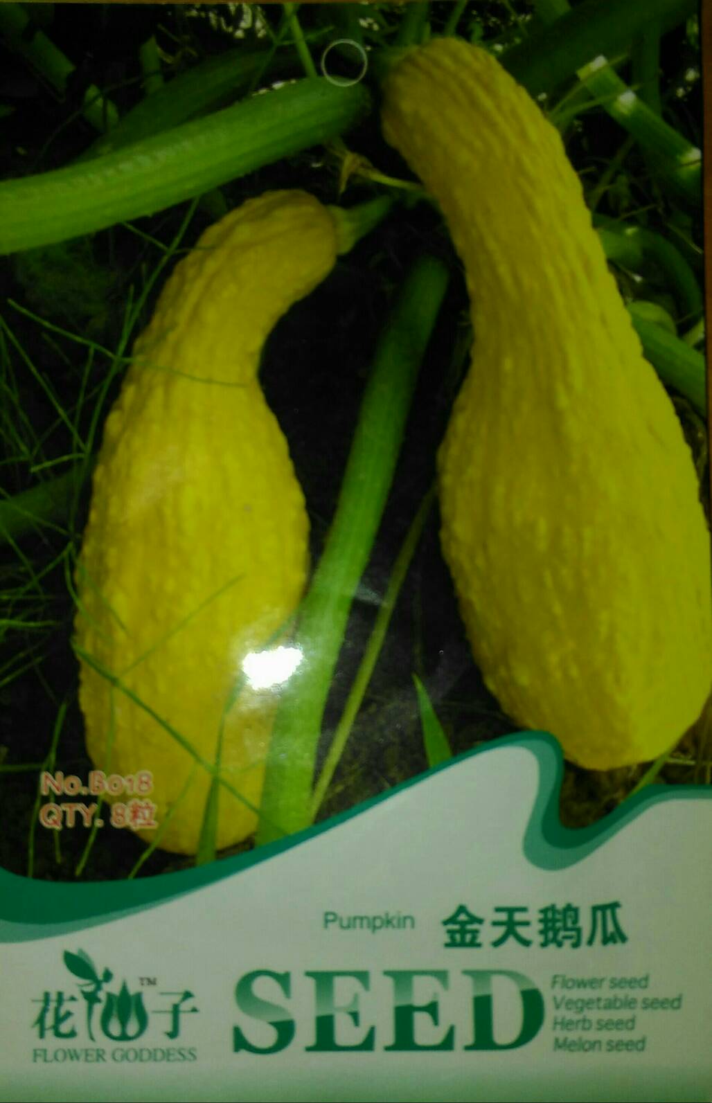 ซูกินี่ คอหงส์ (ผิวมะระ)