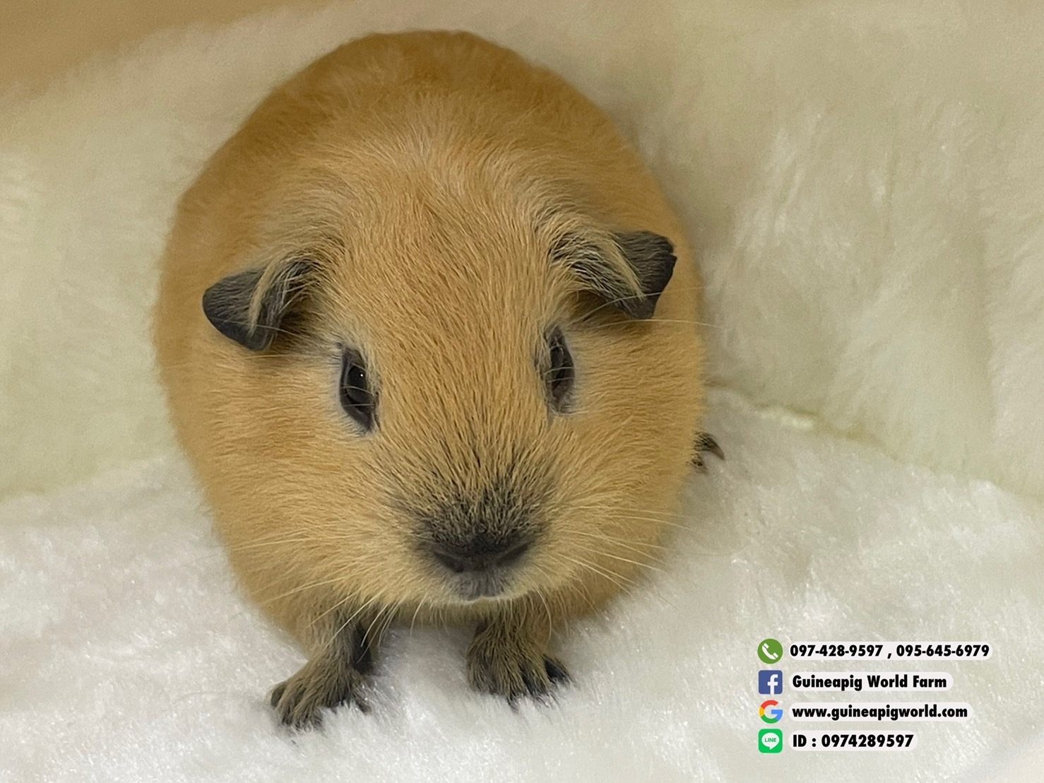 กระเป๋าอวกาศแบบพกพา Size:42x42x35cm.น้ำหนักเบา มีเบาะผ้าขนนุ่มๆให้ด้วยค่ะ ใส่น้องแกสบี้ตัวโตเต็มวัยมีที่เหลือๆ,ใส่น้องเด็กได้สบาย