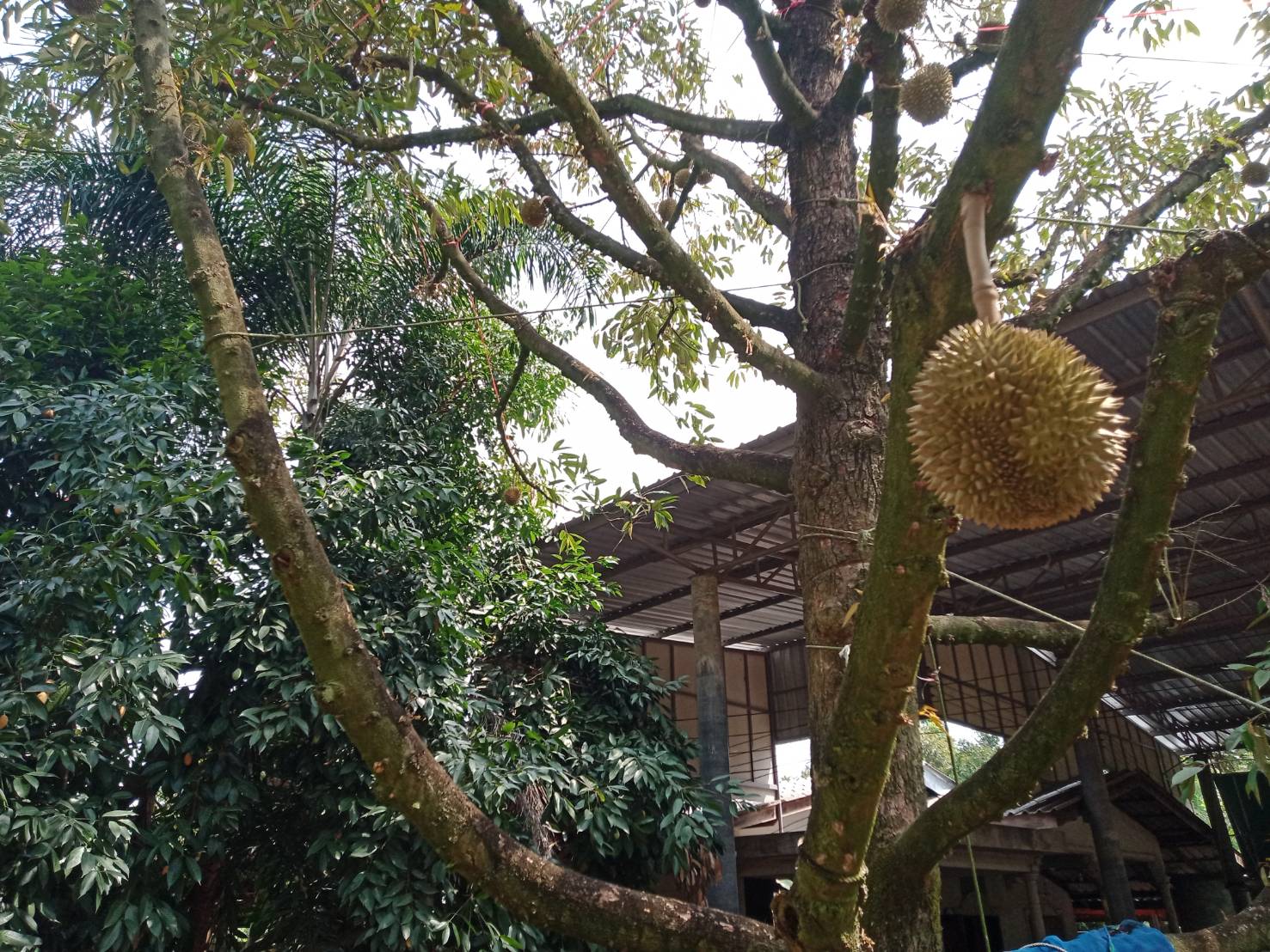 เชือกเกลียวโพลีเอสเตอร์ เชือกสีขาว รุ่นใยเหนียว ขนาด 6-24 มิล