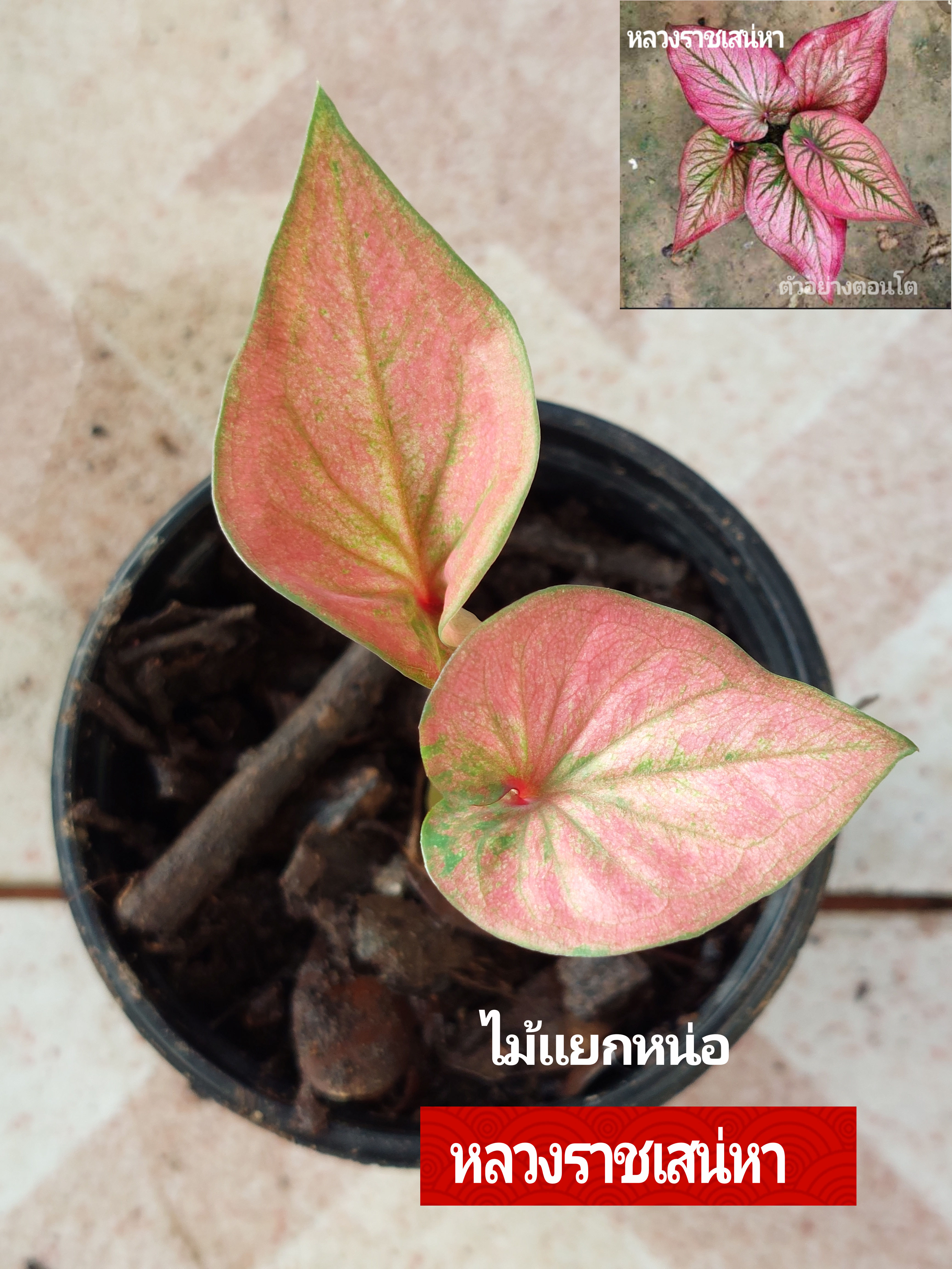"บอนสี หลวงราชเสน่หา ขาไฟบุรีรัมย์" บอนสีราชินีแห่งไม้ใบ ส่งพร้อมกระถางพลาสติก ใบเหลืองจากการขนส่งให้ตัดใบออก ตามภาพ 4"