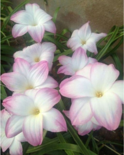 บัวดิน มีทั้งของในประเทศ และนอกประเทศ (มีทั้งราคาเป็นชุด และ ราคาต่อ 1 หัว เลือกชมได้เลยนะคะ)