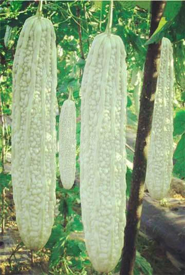 มะระขาว (จีน) White bitter gourd