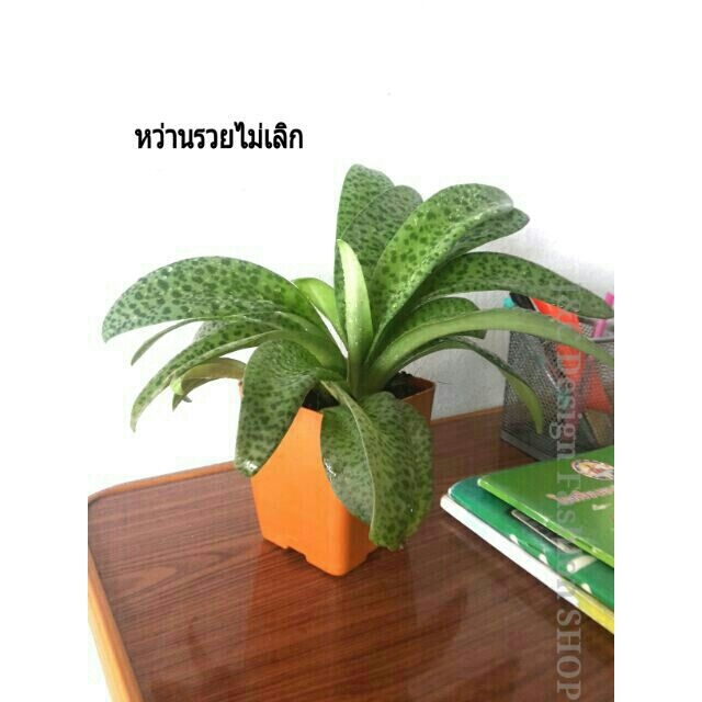 ว่านรวยไม่เลิกไม้มงคลเรียกทรัพย์ กระถางขนาด 4"