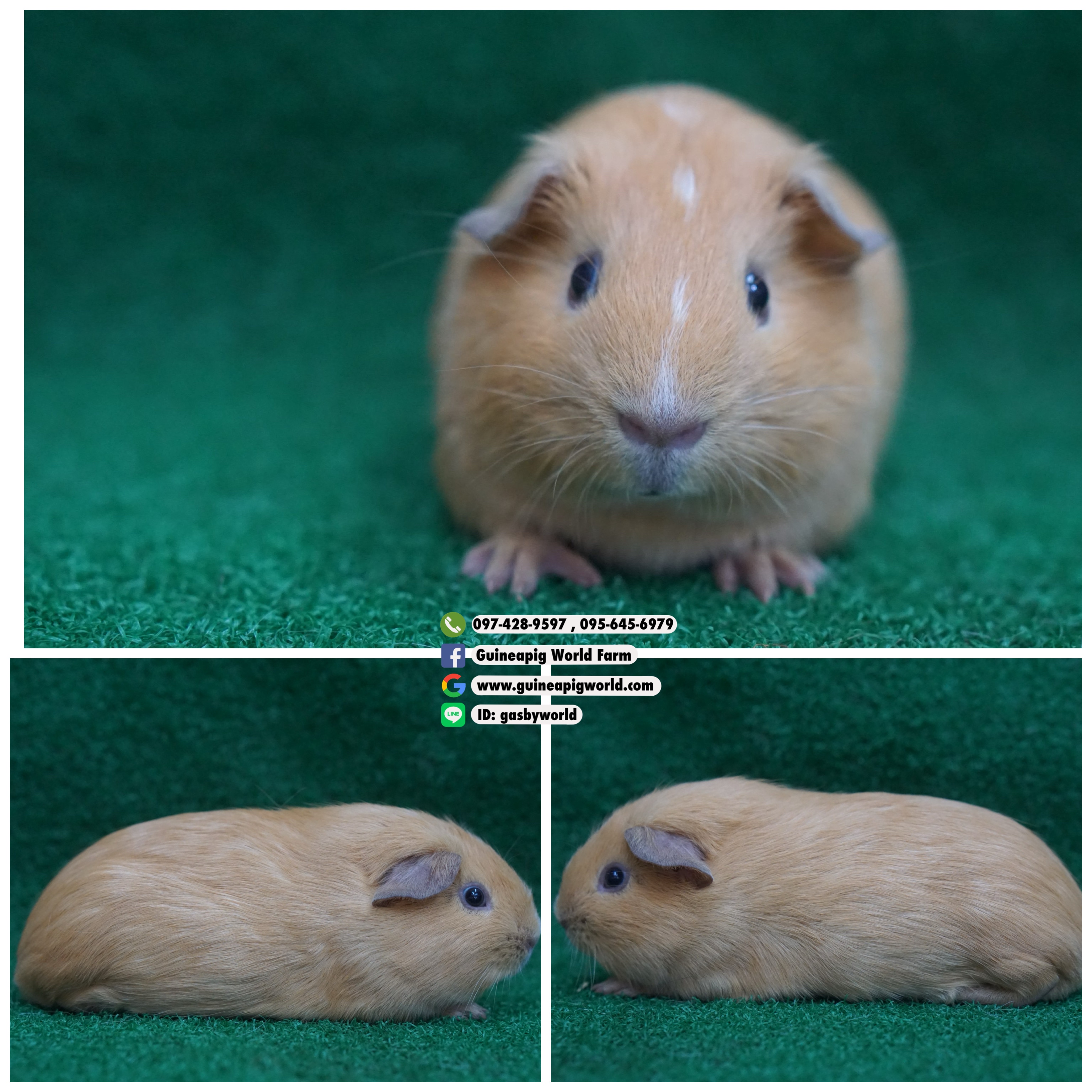 AM0834 American/ผู้/โบรกเค่นครีม/พ่อแม่นำเข้า/โครงสร้างดี/ตัวแน่นปึงปั๋ง/น่ารักกินเก่งน่ารักแข็งแรง/ราคา4,800(ปกติ6,800)ชอบโอนจองก่อนได้ก่อนทักไลน์ gasbyworld แจ้งข้อความน้องพร้อมย้ายบ้านค่ะ