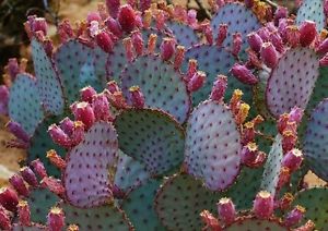 ซานตาริต้า กระบองเพชรกินผล สีม่วง (Santa Rita Cactus Opuntia Violacea) - (ต้นกล้า)