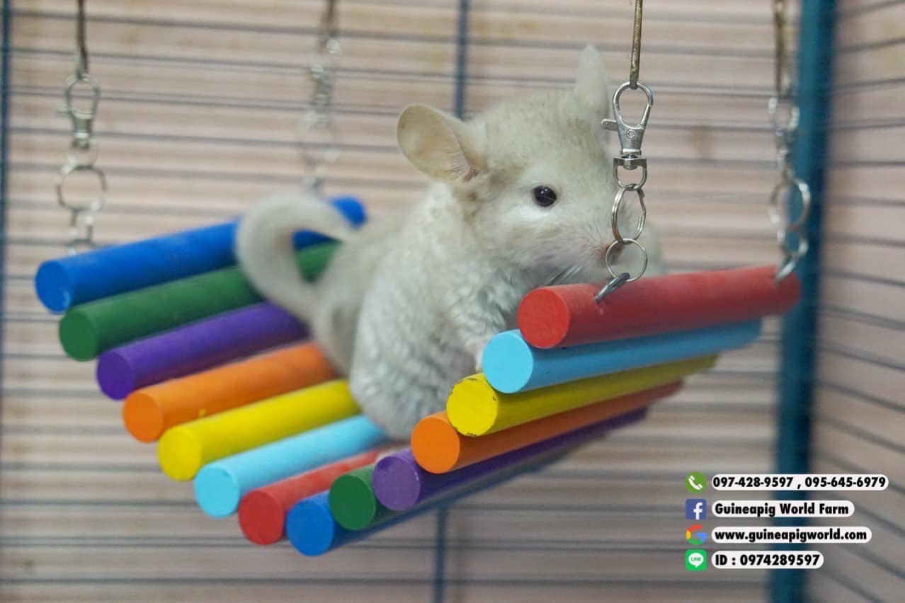 สะพานไม้หลากสี Size:41x19xh.2cm. สีไม้ใช้สีจากธรรมชาติ ทำตรง โค้ง มีข้อไว้เกี่ยวด้านบนกรงได้ค่ะ