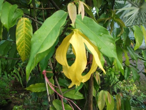 สายหยุด