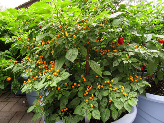 พริกเทพิน สีเหลือง (Tepin yellow Pepper)