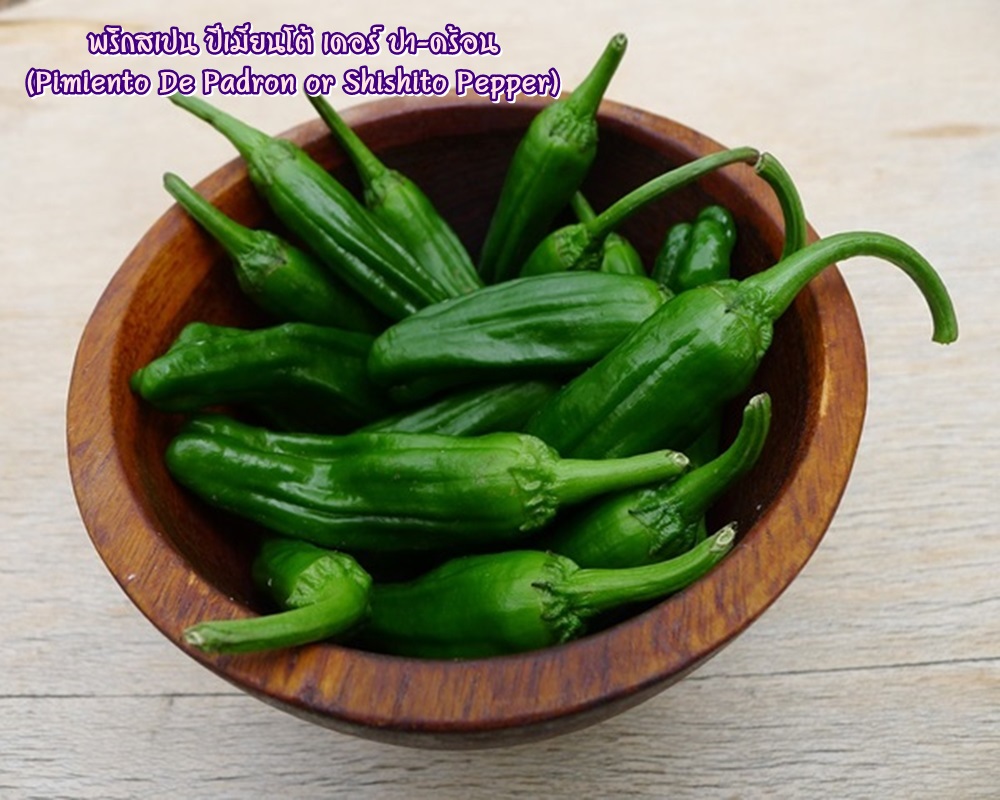 พริกสเปน ปีเมียนโต้ เดอร์ ปา-ดร้อน (Pimiento De Padron or Shishito Pepper) ชิชิโต้ (Shishito)