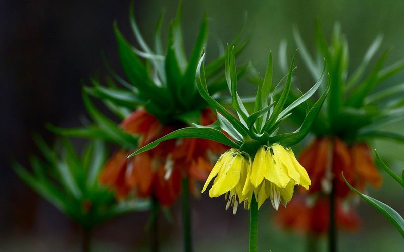 หัวดอกมงกุฏจักรพรรดิ์ (Crown Imperial) มี 2 สีให้เลือก