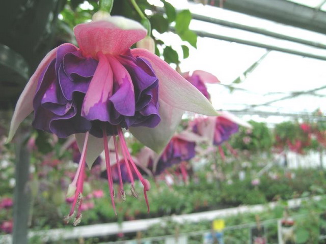 ตุ้มหูนางฟ้า หรือ ฟูเซีย หรือ ฟุกเซีย หรือ ฟิวเซีย หรือ ดอกโคมญี่ปุ่น (Fuchsia) คละสี